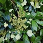 Hydrangea seemannii Flor