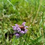 Prunella vulgarisFlower