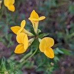 Lotus corniculatus Kukka