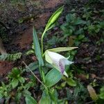 Cleistes rosea Fleur
