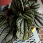 Peperomia albovittata Feuille