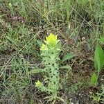 Sideritis montana Likasa