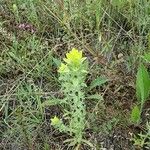 Sideritis montana Leaf