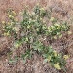 Boscia mossambicensis Hábito