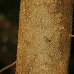 Spirotropis longifolia Corteza