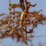 Vachellia hockii Fruit