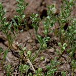 Alyssum desertorum 整株植物