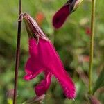 Salvia buchananii Flower