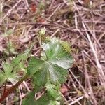 Geranium lucidumপাতা