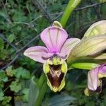 Ophrys tenthredinifera Цвят