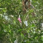Aechmea mariae-reginae Hábito
