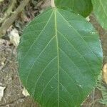 Acalypha hispida Leaf