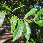 Prunus caroliniana Folla