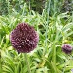 Allium scorodoprasum പുഷ്പം