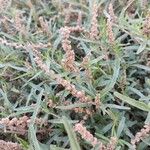 Amaranthus muricatus Blad