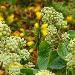 Hedera azorica Blüte