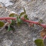 Parietaria judaica Bark