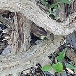 Salvia candelabrum Corteza