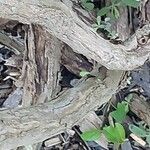 Salvia candelabrum Bark