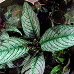 Strobilanthes auriculata Yaprak