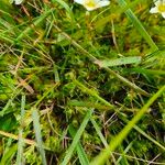 Saxifraga hypnoides Folha