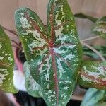 Caladium bicolor Blad