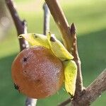 Diospyros lotus Fruit