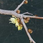 Hexalobus monopetalus फूल