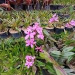 Epidendrum ibaguense Fleur