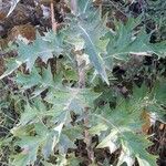 Cirsium scabrum Leaf