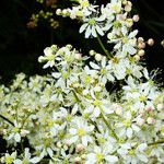 Filipendula vulgaris Kwiat