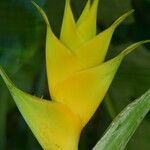 Heliconia caribaea 花