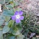 Vinca major Flower