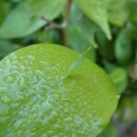 Ruscus hypoglossum Blad