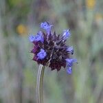 Salvia columbariae Blüte