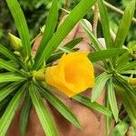Thevetia peruviana ফুল