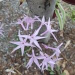 Tulbaghia violacea Kvet