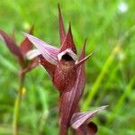 Serapias vomeraceaFlower