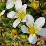 Saxifraga hypnoides Λουλούδι