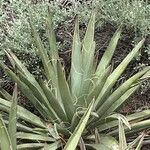 Yucca baccata Hábito