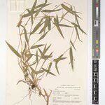 Urochloa trichopodioides Other