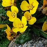 Morisia monanthos Blüte
