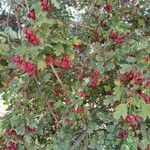 Crataegus monogyna ഇല