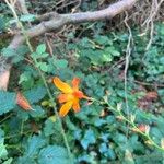 Crocosmia × crocosmiifloraFlower