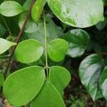 Rourea coccinea Leaf