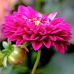 Dahlia pinnata অন্যান্য