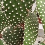 Opuntia microdasys Συνήθη χαρακτηριστικά