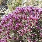 Thymus longiflorus Flower