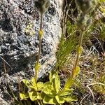 Veronica bellidioides Fula