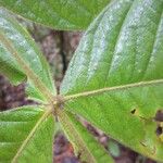 Inga lomatophylla Leaf